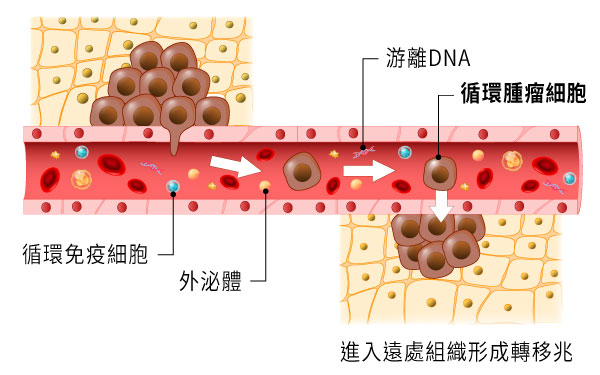 循環腫瘤細胞,轉移性癌症
