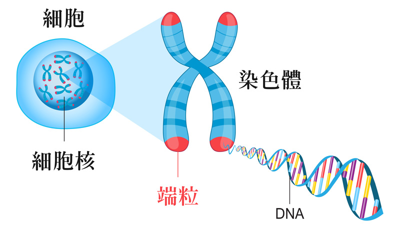 生物年齡(端粒)檢測|菁英診所